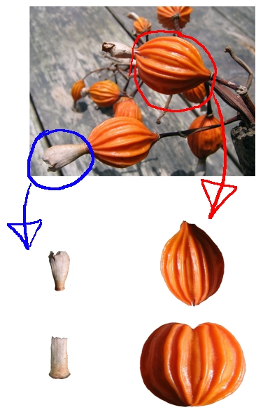 Creation of Halloween Pumpkin: Step 1